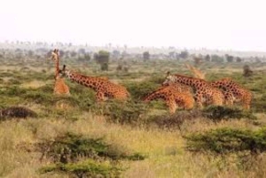 Nairobi National Park halve dag tour met gids