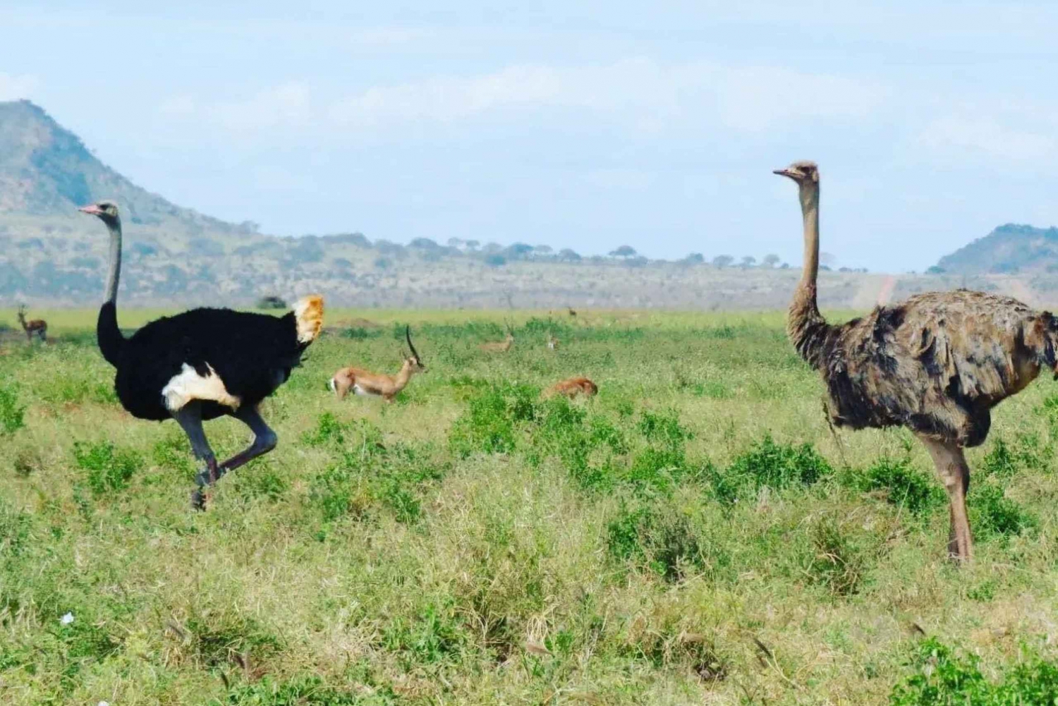 Nairobi nasjonalpark - halvdags- eller heldags kjøretur med vilt i parken