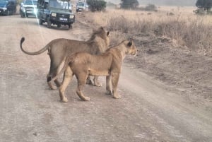 Nairobi Nationalpark: Halbtägige Gruppentour mit Abholung