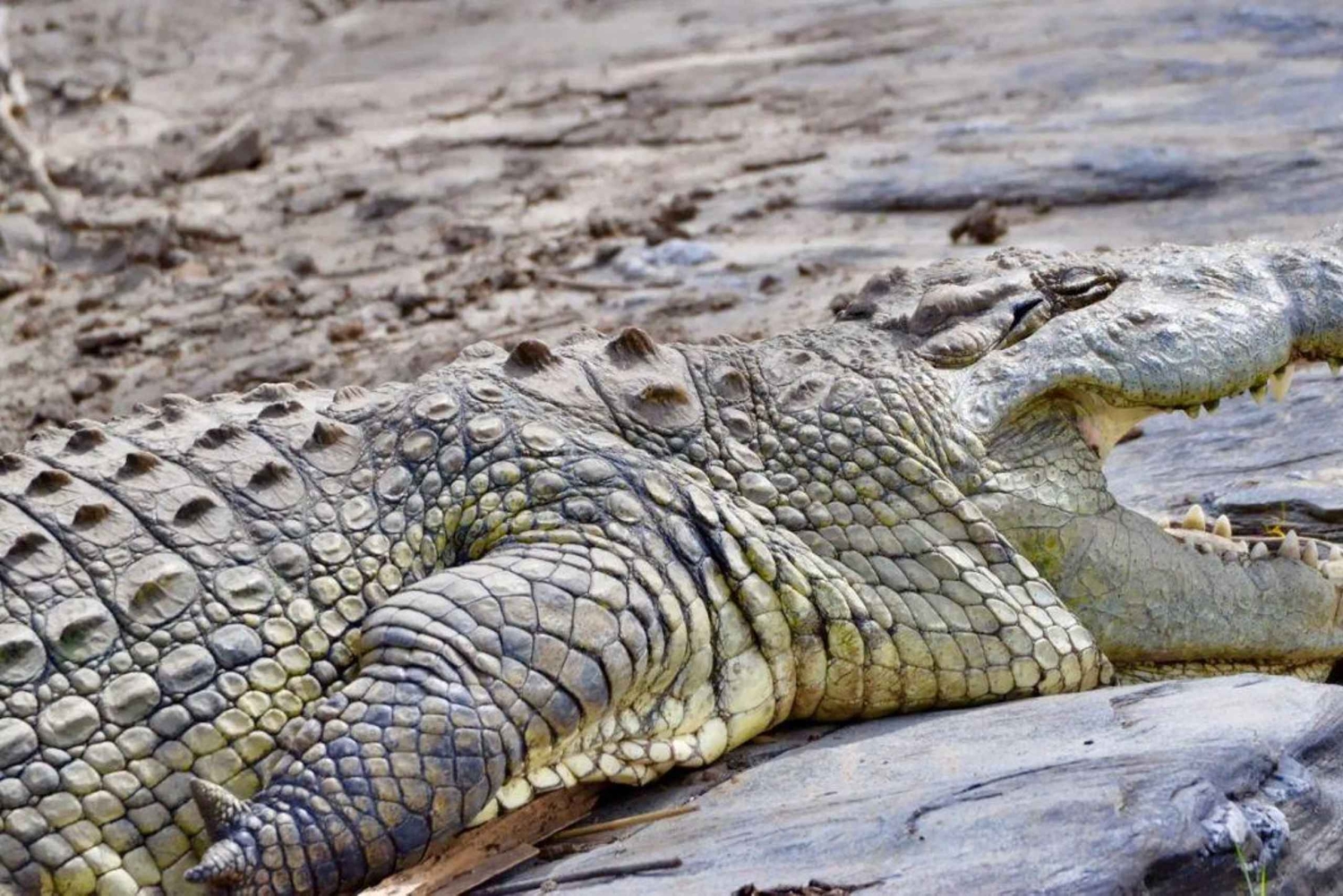 Halvdagstur i Nairobi nasjonalpark &Kazuri perlefabrikk