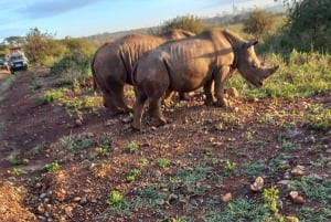 Nairobi National Park Halbtägige geführte Pirschfahrt mit Abholung
