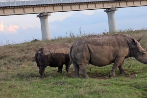 Halvdagstur i Nairobi nasjonalpark &Kazuri perlefabrikk