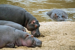 Halvdagstur i Nairobi nasjonalpark &Kazuri perlefabrikk