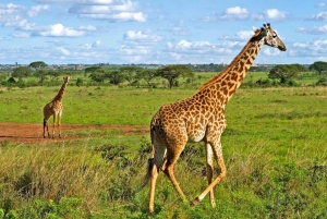 Halvdagstur i Nairobi nasjonalpark &Kazuri perlefabrikk