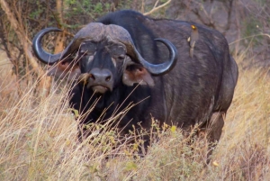 Halvdagstur i Nairobi nasjonalpark &Kazuri perlefabrikk