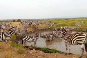 Halvdagstur i Nairobi nasjonalpark &Kazuri perlefabrikk