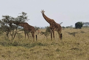 Halvdagstur i Nairobi nasjonalpark &Kazuri perlefabrikk