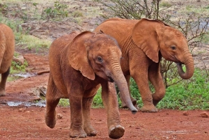 Halvdagstur i Nairobi nasjonalpark &Kazuri perlefabrikk