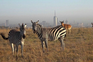 Halvdagstur i Nairobi nasjonalpark &Kazuri perlefabrikk