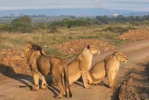 Halvdagstur i Nairobi nasjonalpark &Kazuri perlefabrikk