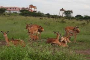Halvdagstur i Nairobi nasjonalpark &Kazuri perlefabrikk