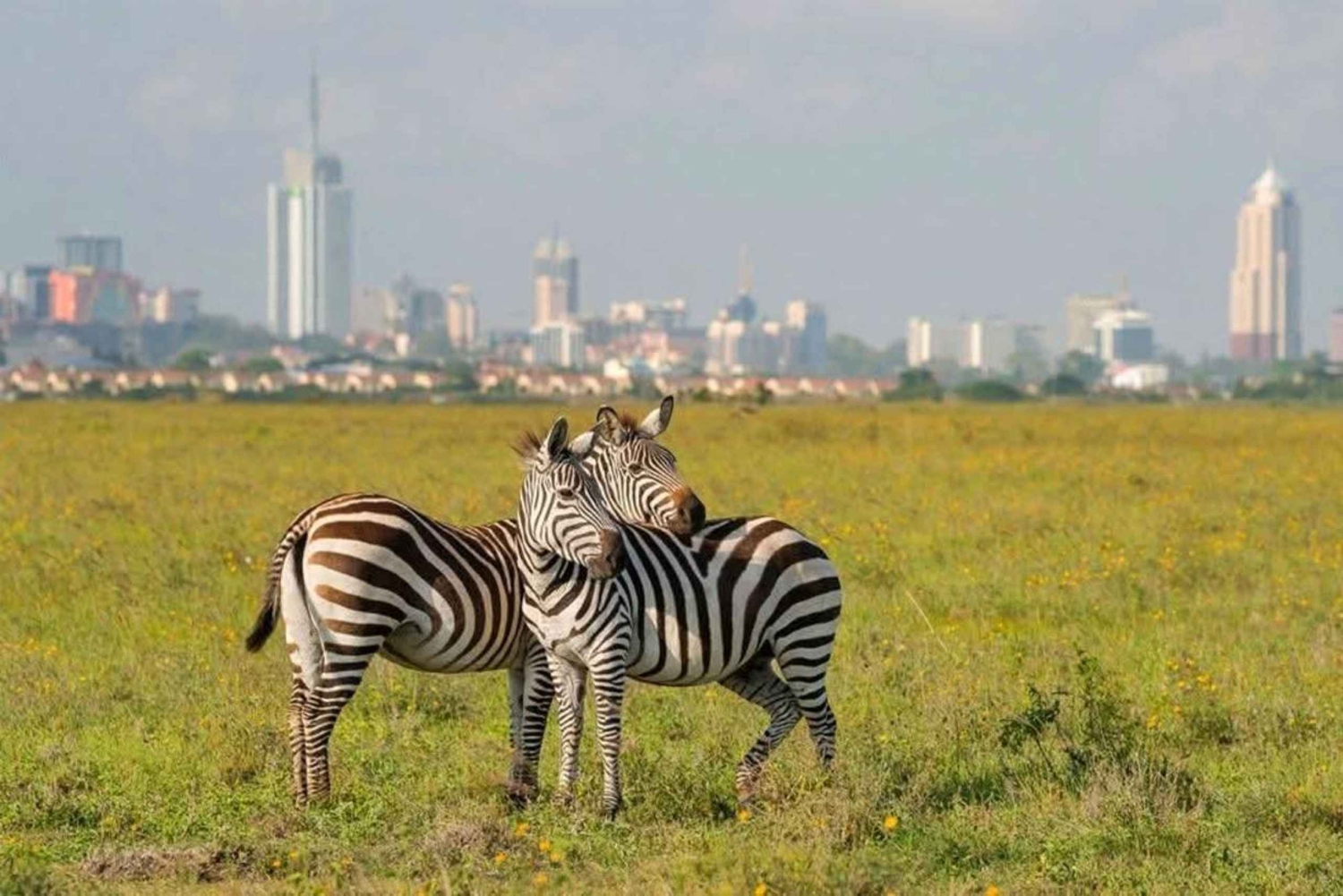 Halfdaagse tour naar Nairobi National Park met ophaalservice vanaf je hotel
