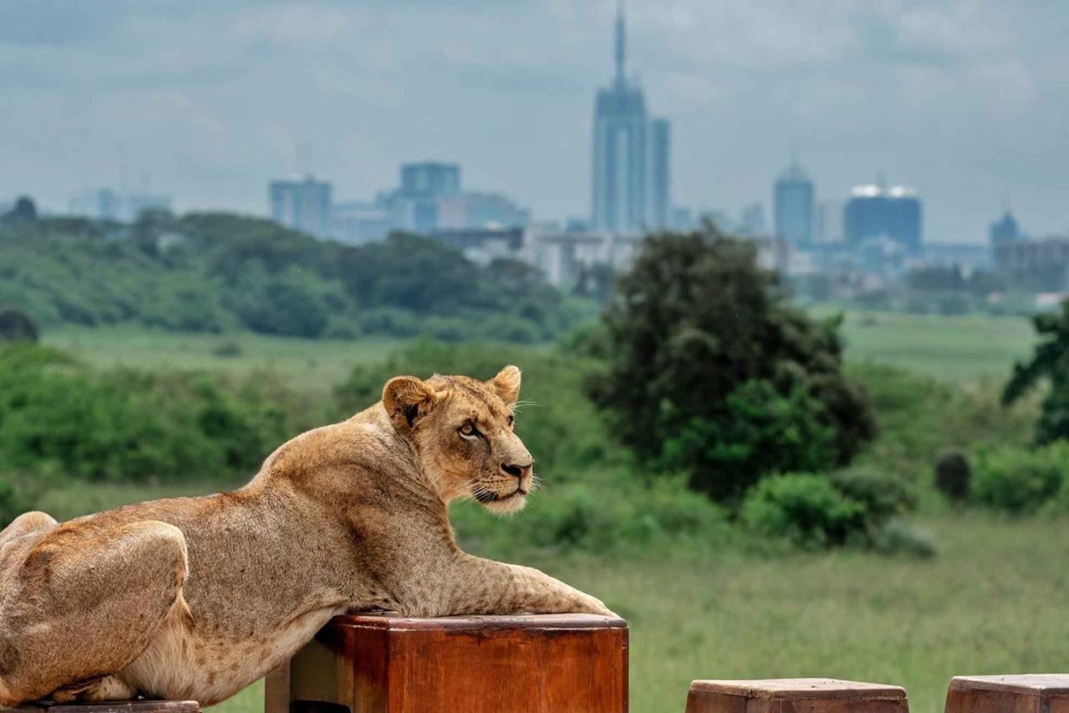 Halfdaagse tour naar Nairobi National Park met ophaalservice vanaf je hotel
