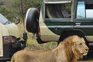 Halvdagstur til Nairobi National Park med afhentning på hotel