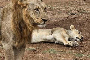 Halvdagstur til Nairobi National Park med afhentning på hotel