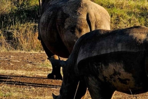 Halvdagstur til Nairobi National Park med afhentning på hotel