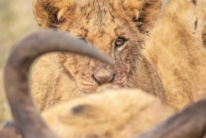 Halfdaagse tour naar Nairobi National Park met ophaalservice vanaf je hotel