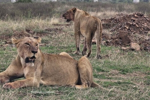 Halfdaagse tour naar Nairobi National Park met ophaalservice vanaf je hotel