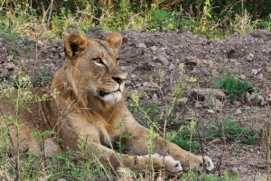Halfdaagse tour naar Nairobi National Park met ophaalservice vanaf je hotel