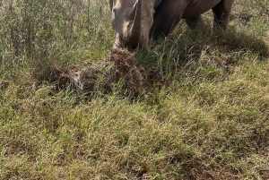 Halfdaagse tour naar Nairobi National Park met ophaalservice vanaf je hotel