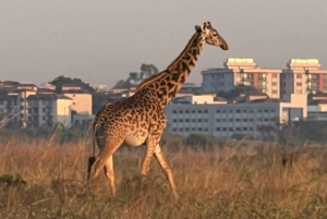 Halfdaagse tour naar Nairobi National Park met ophaalservice vanaf je hotel