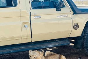 Halfdaagse tour naar Nairobi National Park met ophaalservice vanaf je hotel