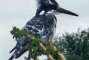 Halfdaagse tour naar Nairobi National Park met ophaalservice vanaf je hotel