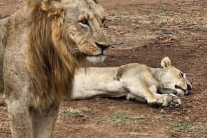 Halfdaagse tour naar Nairobi National Park met ophaalservice vanaf je hotel