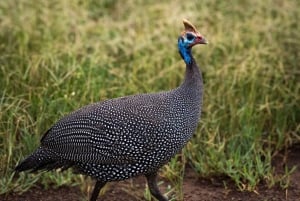 Nairobi : visite d'une demi-journée au parc national