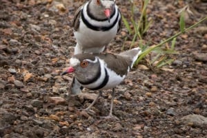 Nairobi : visite d'une demi-journée au parc national