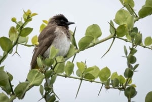 Nairobi : visite d'une demi-journée au parc national