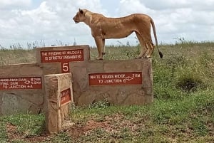 Nairobi : visite d'une demi-journée au parc national