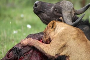 Nairobi : visite d'une demi-journée au parc national