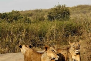 Nairobi : visite d'une demi-journée au parc national