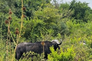 Nairobi : visite d'une demi-journée au parc national