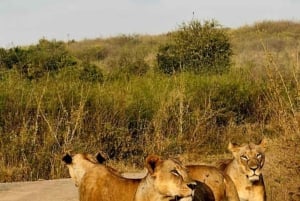 Nairobi : visite d'une demi-journée au parc national