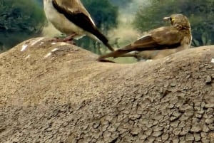 Nairobi : visite d'une demi-journée au parc national