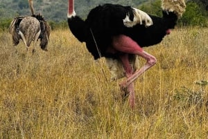 Nairobi : visite d'une demi-journée au parc national