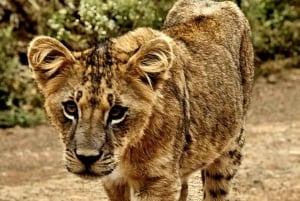 Nairobi : visite d'une demi-journée au parc national