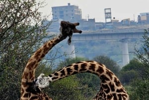 Nairobi : visite d'une demi-journée au parc national