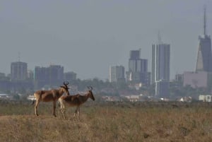 Nairobi : visite d'une demi-journée au parc national