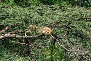 Nairobi : visite d'une demi-journée au parc national