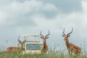 Nairobi : visite d'une demi-journée au parc national