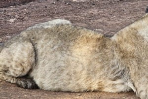 Nairobi : visite d'une demi-journée au parc national