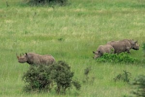 Nairobi : visite d'une demi-journée au parc national