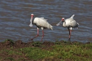 Nairobi : visite d'une demi-journée au parc national