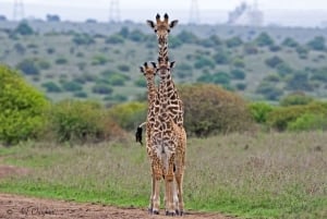 Nairobi : visite d'une demi-journée au parc national