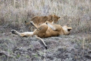 Nairobi : visite d'une demi-journée au parc national