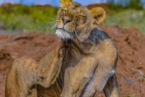 Nairobi : visite d'une demi-journée au parc national