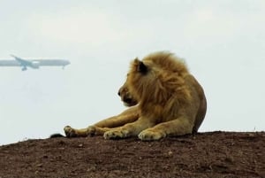 Nairobi : visite d'une demi-journée au parc national